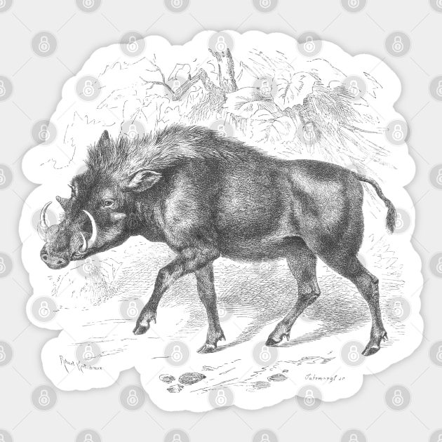 Warthog Vintage Nature Illustration Sticker by Biophilia